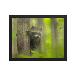 baby raccoon blurry 11x14 Framed poster