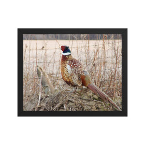 pheasant by fence 11x14 Framed poster