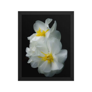 White Beautiful Flowers 11x14 Framed poster