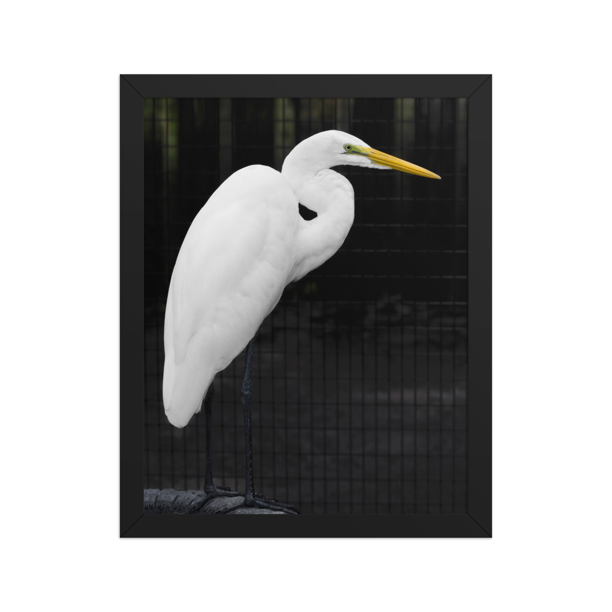 white heron tire 11x14 Framed poster - Image 2