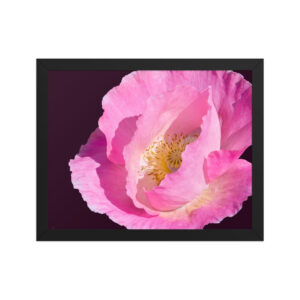 pink flower 11x14 Framed poster