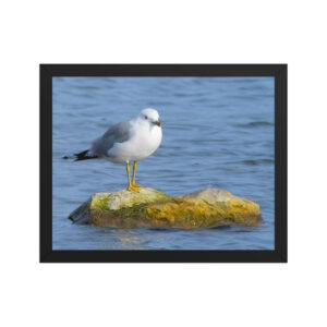 seagull on rock 11x14 Framed poster