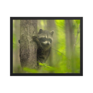 baby raccoon blurry 16x20 Framed poster