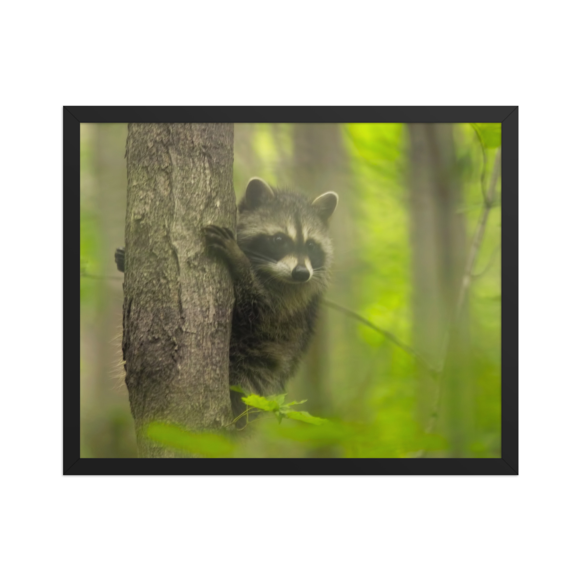 baby raccoon blurry 16x20 Framed poster