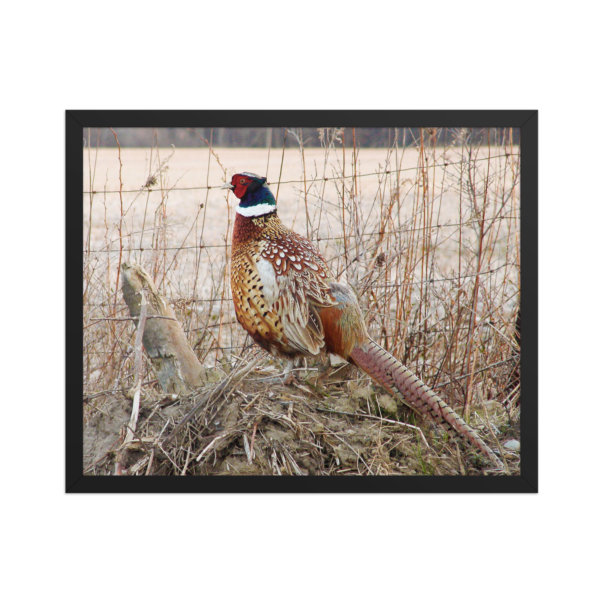 pheasant by fence 16x20 Framed poster