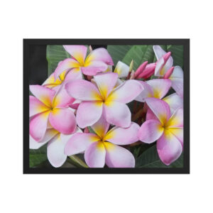 plumerias pinks 16x20 Framed poster