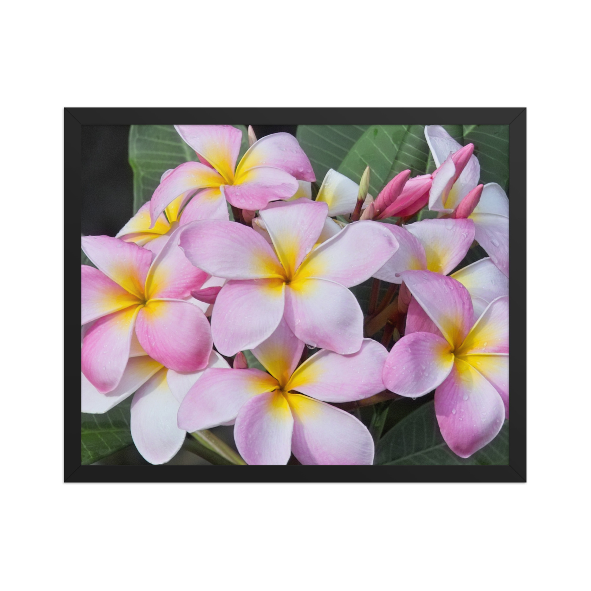 plumerias pinks 16x20 Framed poster