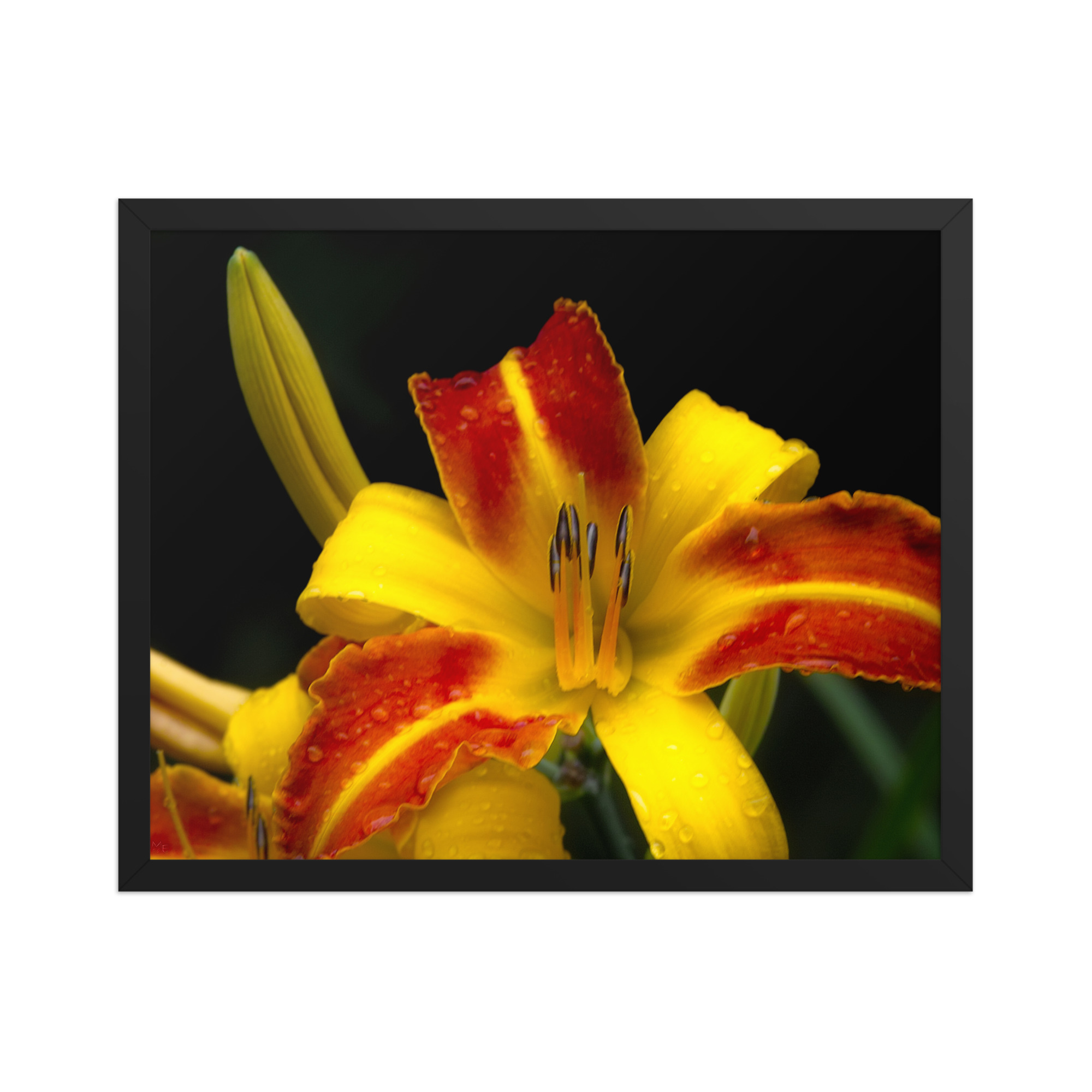 red and yellow lily 16x20 Framed poster - Image 2