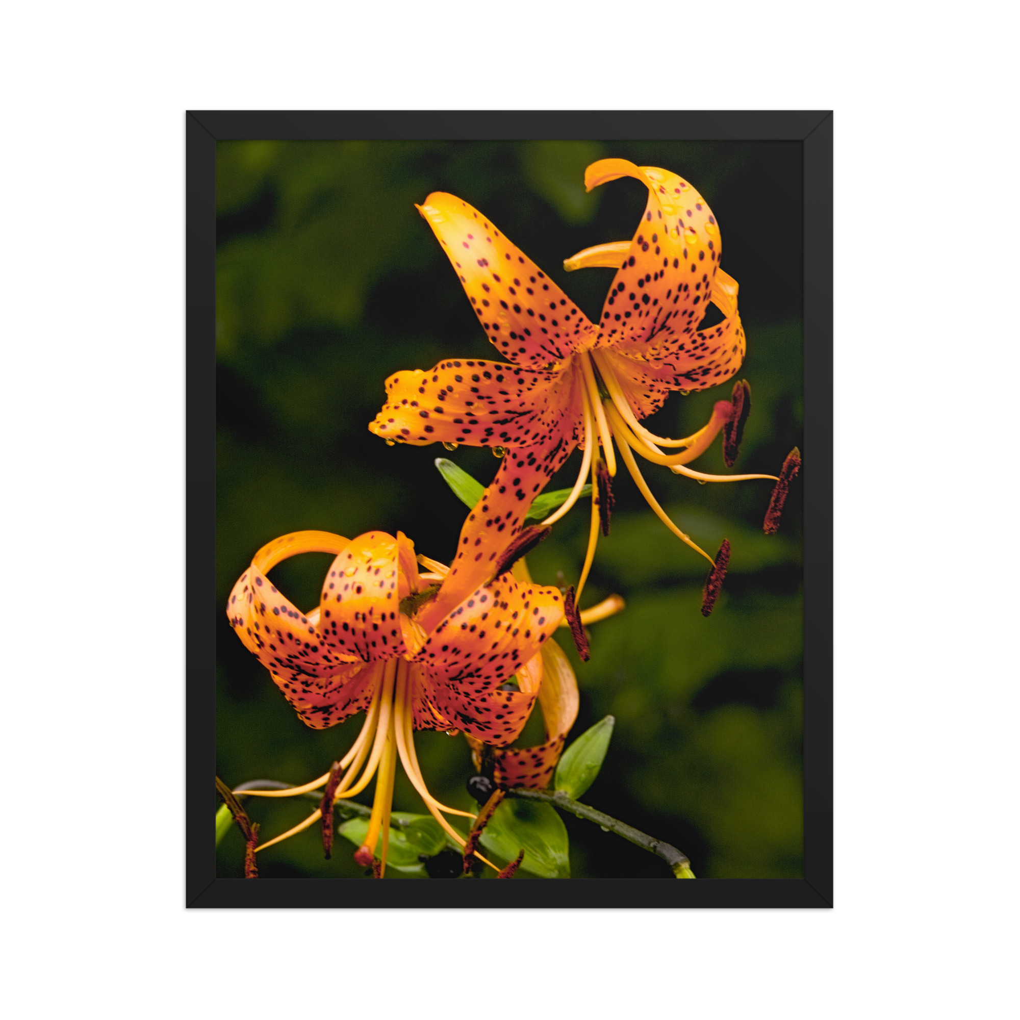 tiger lily 16x20 Framed poster