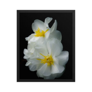 White Beautiful Flowers 16x20 Framed poster
