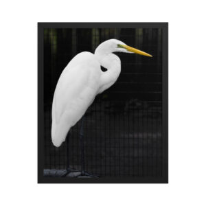white heron tire 16x20 Framed poster