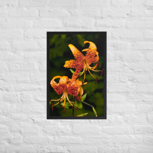 tiger lily 20x30 Framed poster