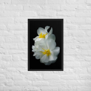 White Beautiful Flowers 20x30 Framed poster