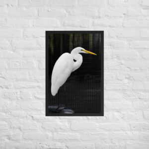 white heron tire 20x30 Framed poster