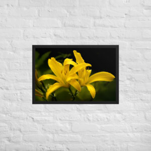 2 yellow lily 20x30 Framed poster