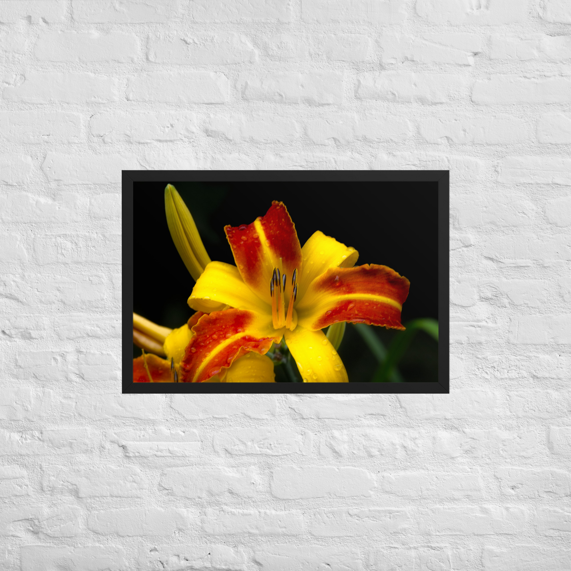 red and yellow lily 20x30 Framed poster