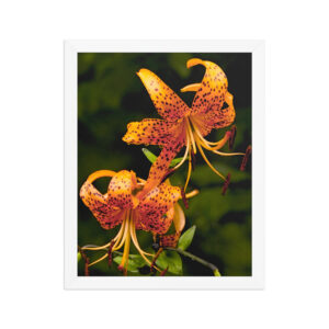 tiger lily 11x14 Framed poster