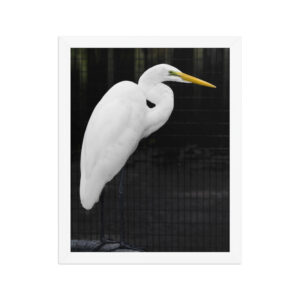 white heron tire 11x14 Framed poster