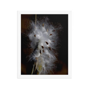 milkweed seeds 11x14 Framed poster