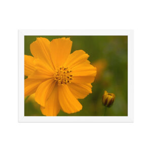 orange flower and bud 11x14 Framed poster