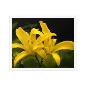 2 yellow lily 16x20 Framed poster