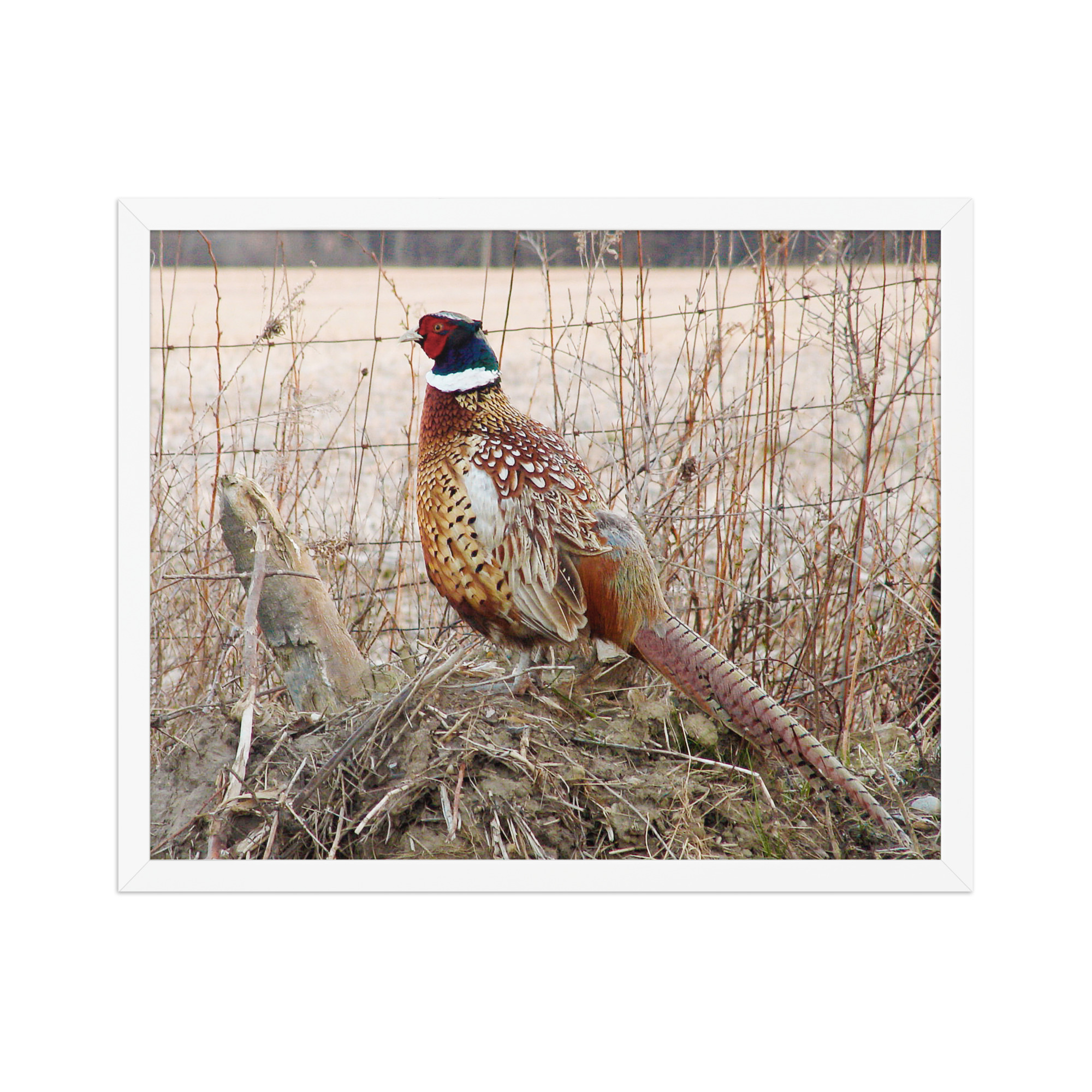pheasant by fence 16x20 Framed poster - Image 2