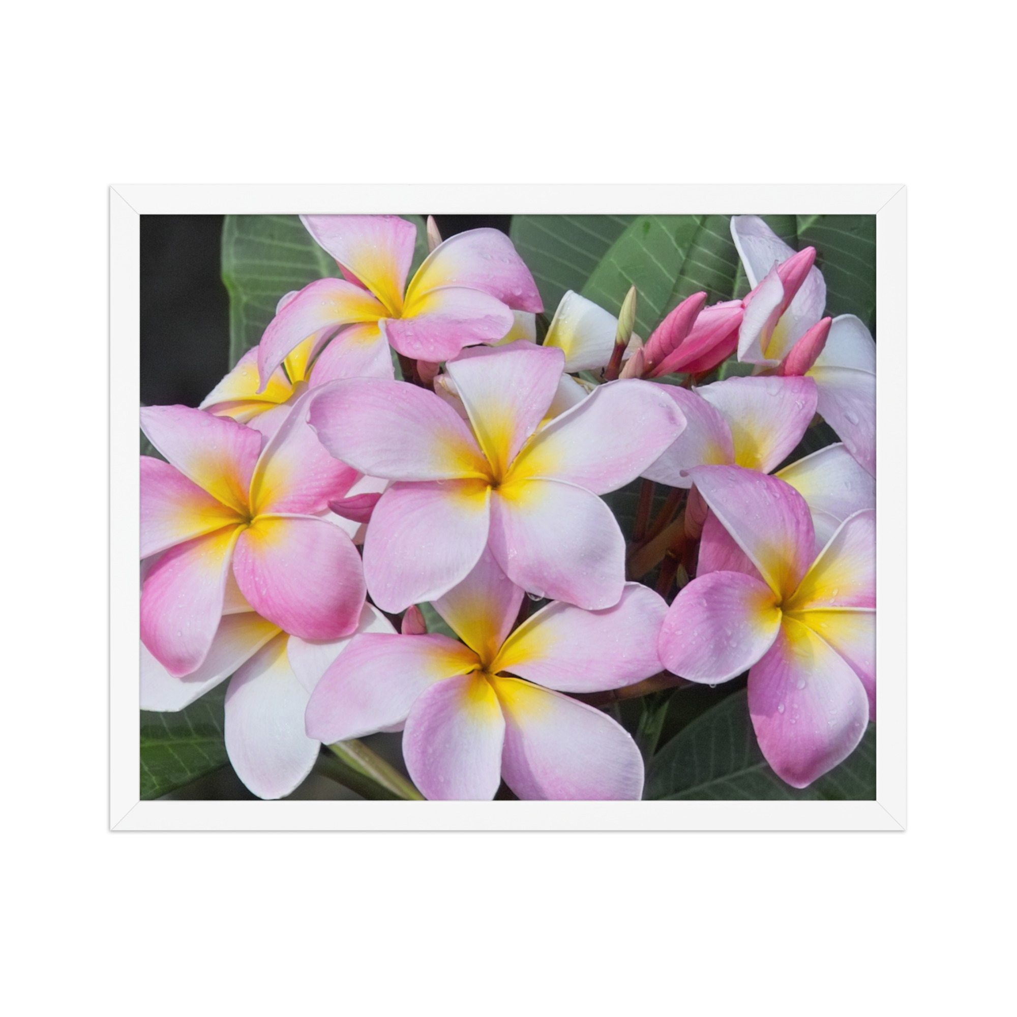 plumerias pinks 16x20 Framed poster - Image 2