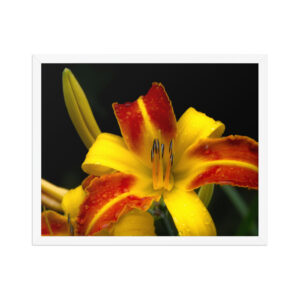 red and yellow lily 16x20 Framed poster