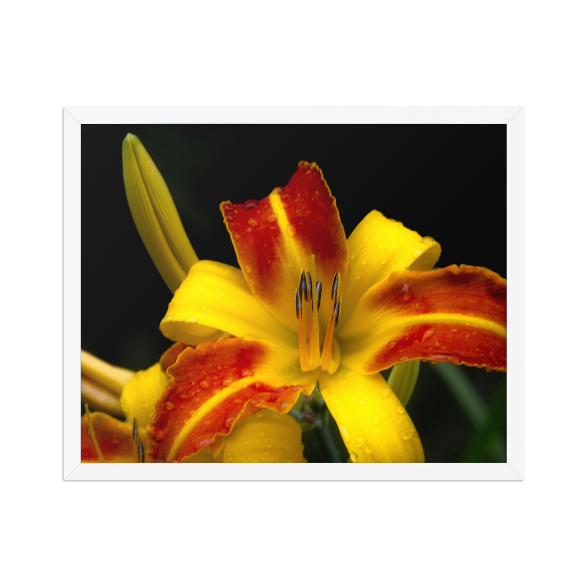 red and yellow lily 16x20 Framed poster