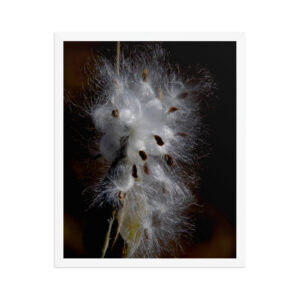 milkweed seeds 16x20 Framed poster