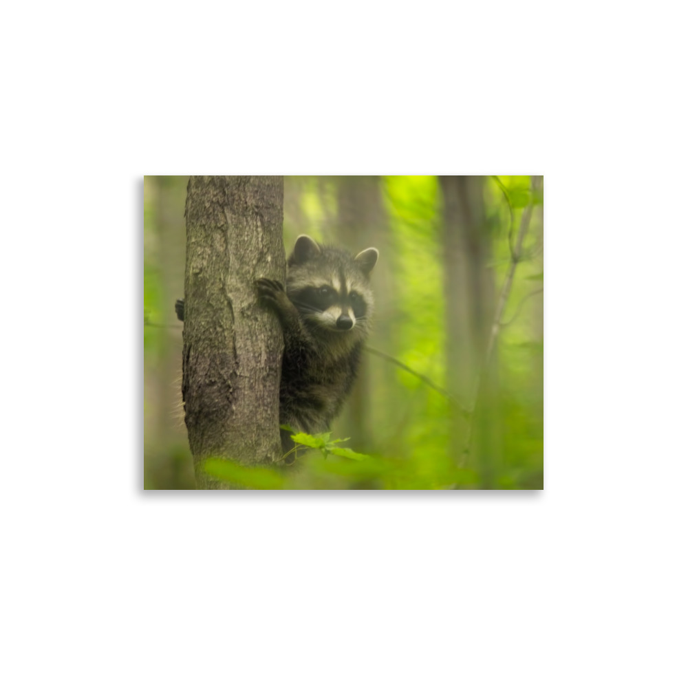 baby raccoon 11x14 Poster