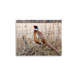 pheasant by fence 11x14 Poster