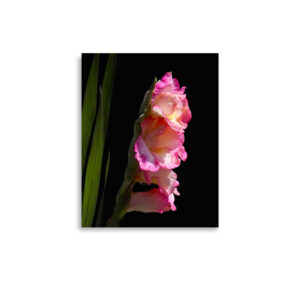 4 pink flowers 11x14 Poster