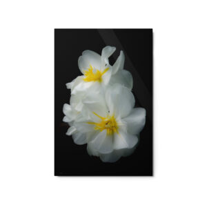 White Beautiful Flowers 20x30 Metal prints