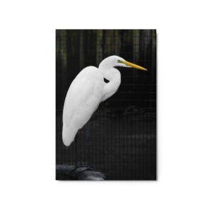 white heron tire 20x30 Metal prints