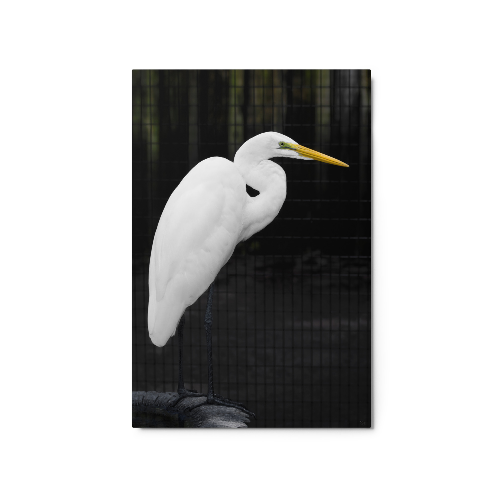 white heron tire 20x30 Metal prints