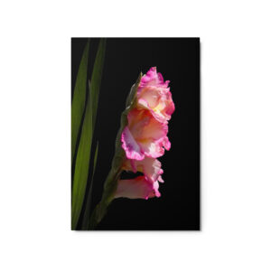 4 pink flowers 20x30 Metal prints