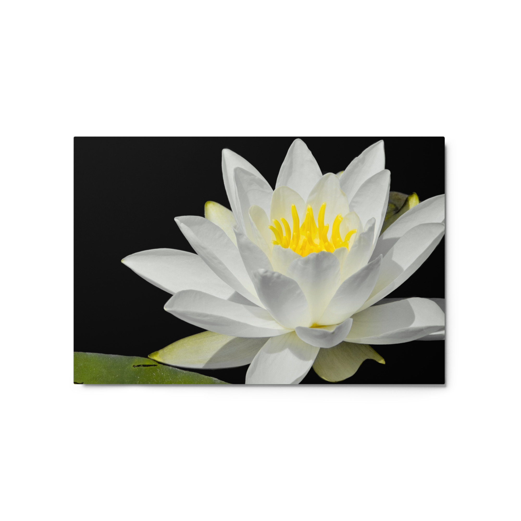 water lily 20x30 Metal prints