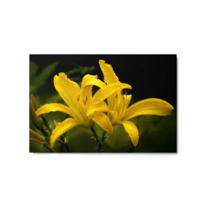 2 yellow lily 20x30 Metal prints