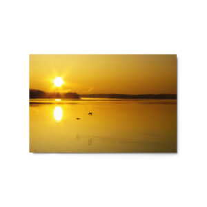 golden sunrise w ducks 20x30 Metal prints