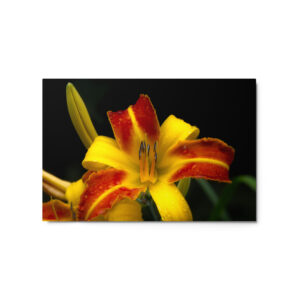 red and yellow lily 20x30 Metal prints