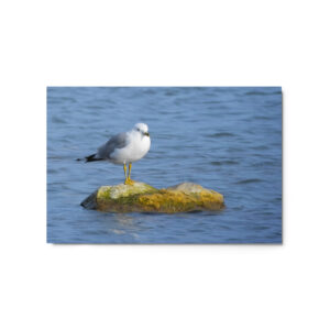 seagull on rock 20x30 Metal prints