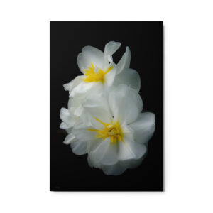 White Beautiful Flowers 24x36 Metal prints