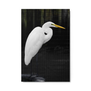 white heron tire 24x36 Metal prints