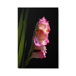 4 pink flowers 24x36 Metal prints