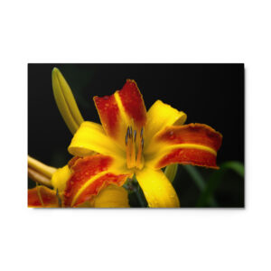 red and yellow lily 24x36 Metal prints