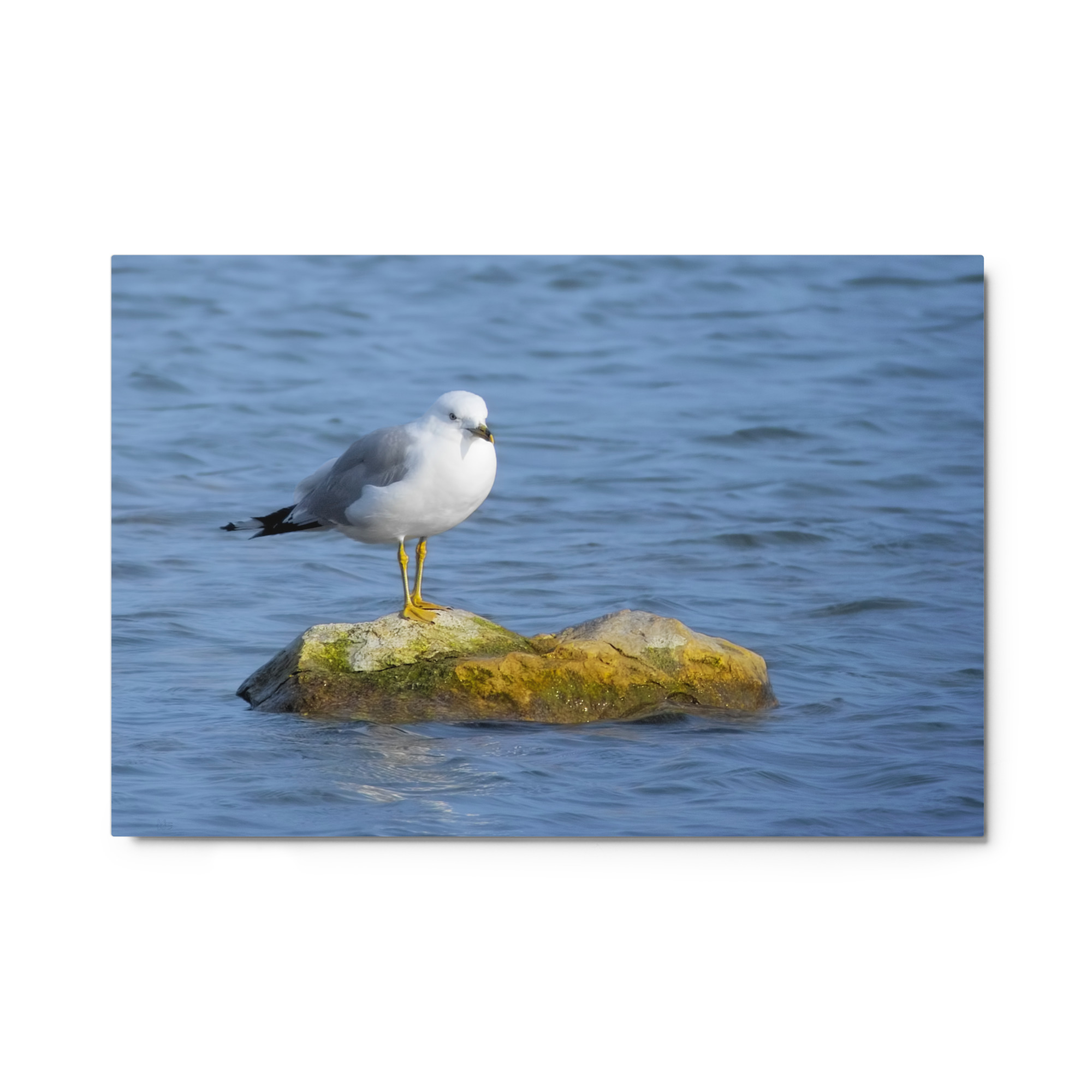 seagull on rock 24x36 Metal prints