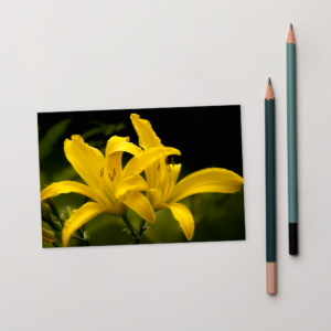 2 yellow lily  Postcard