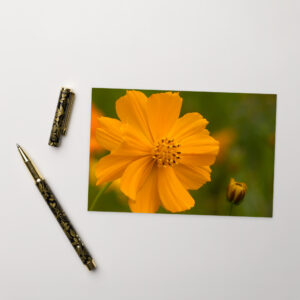 orange flower and bud Postcard