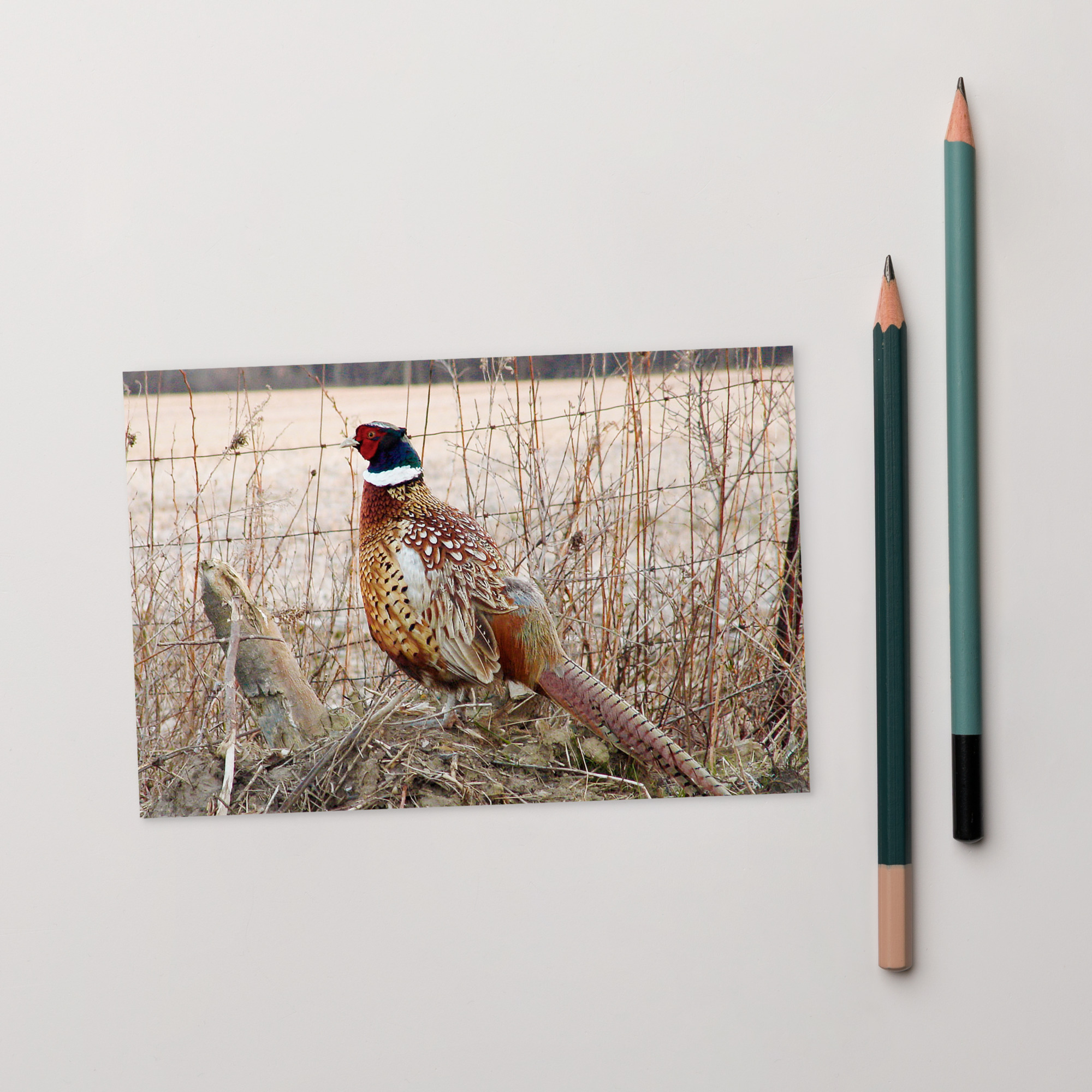 pheasant by fence Postcard